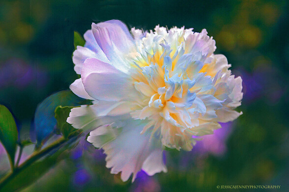 A magnificent white double Peony blooming at twilight in a spring garden.
By Jessica Jenney
