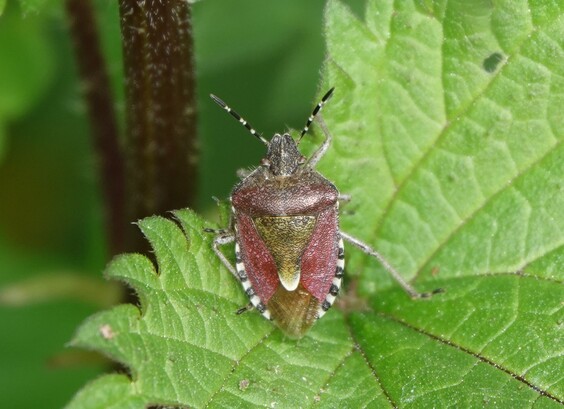 #BessenSchildWants #DolycorisBaccarum #SloeBug #BeerenWanze