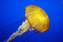 Eine Medusa - die dieses Farbspektrum im Pazifik entwickelt haben soll

Quallen gehören zu den Ureinwohnern im MEER und Ozean

Forscher und Zoos sind bei diesen Rudimentären Lebewesen sehr begeistert - manche sind SCHÖN - andere haben andere Qualitäten

Credit Nickname Dan90266 CC2.0
Chrysaora fuscescens