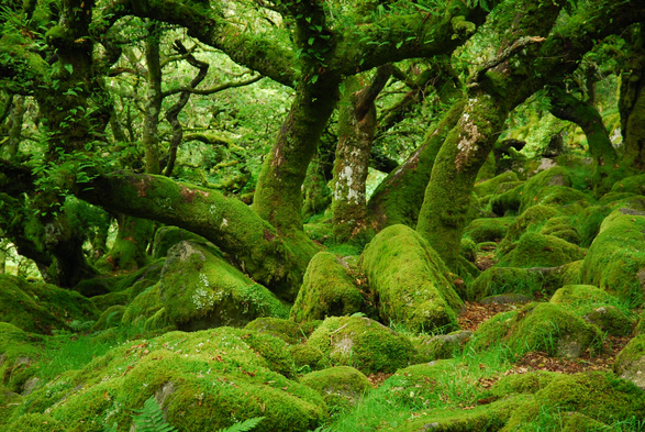 A limb like oak covered in moss in an ancient woodland.