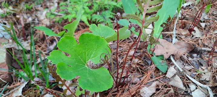 Large flat green leaves low to ground with dark coils of fern just beginning to uncurl
