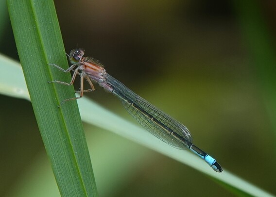 #lantaarntje #IschnuraElegans #BlueTailedDamselfly #GrossePechLibelle