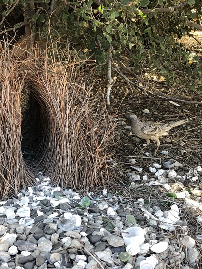 An arch made on the ground with small twigs and decorated with white rubbish. The architect is on the right in his brown, grey and beige feathers. 