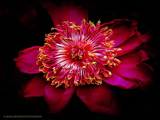 A gorgeous dark red peony flower with gold flecked petals in bloom
By Jessica Jenney