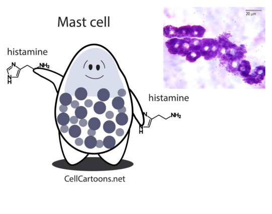 Cartoon by CellCartoons.net of a Mast cell and histamines. There is a histology photo of histamines in the top right corner.  