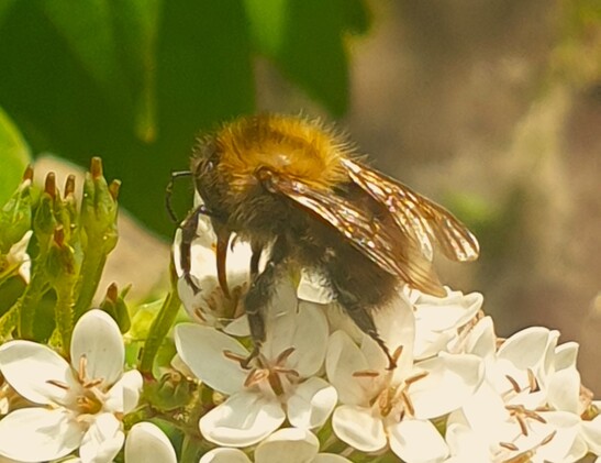 #AkkerHommel #BombusPascuorum #CommonCarderBee #AckerHummel