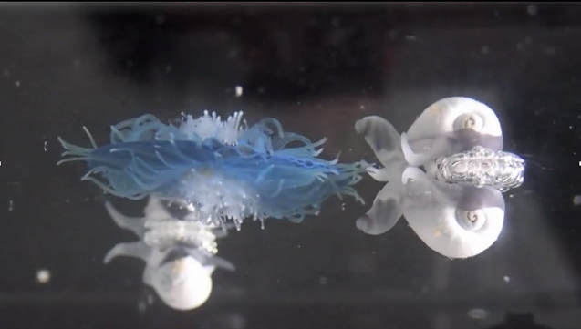Floating life (#neuston) & trash cluster in the #GreatPacificGarbagePatch. 