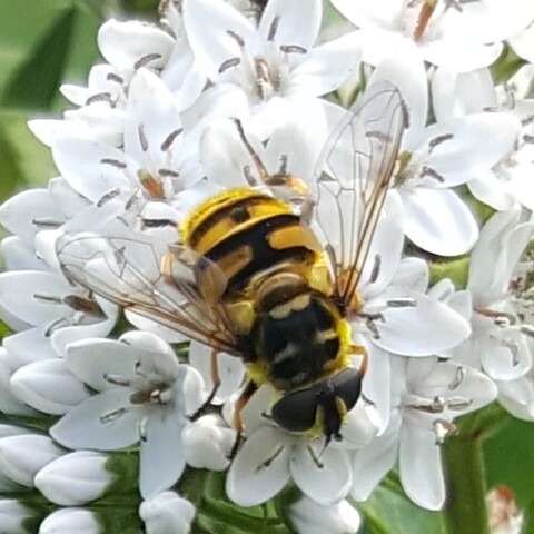 #DoodskopZweefvlieg #MyathropaFlorea #BatmanHoverfly #TotenkopfSchwebfliege