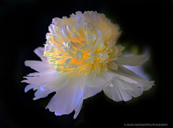 A beautiful double peony aglow at dusk with white petals and a yellow glow
By Jessica Jenney