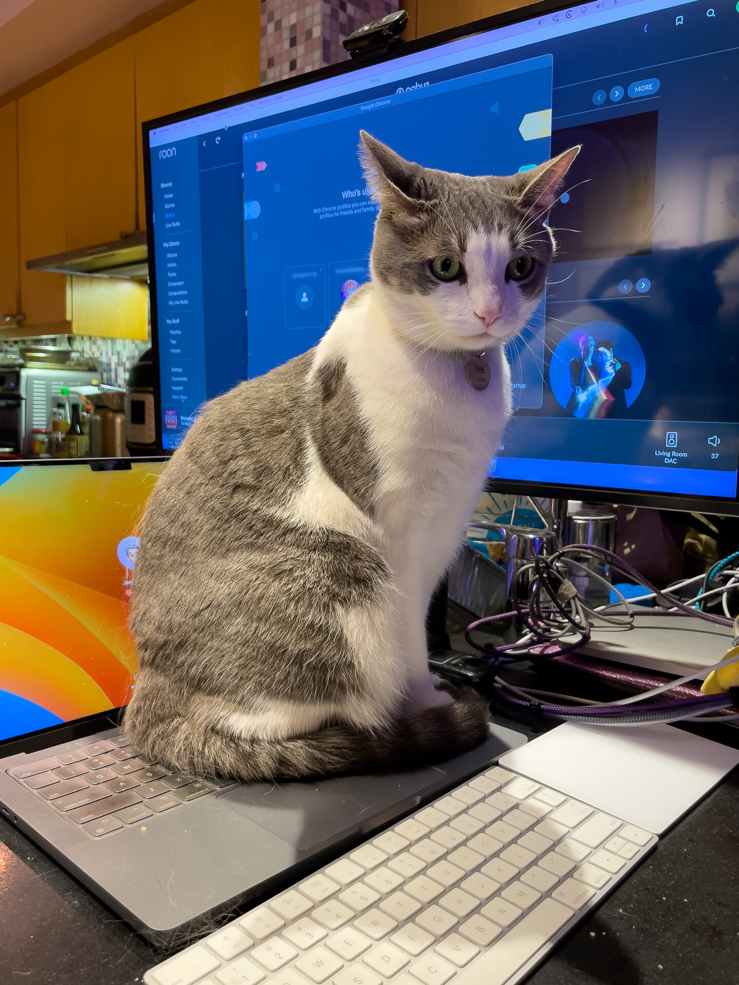 A white and gray cat, sitting on the keyboard of an open laptop computer, with a large flatscreen monitor behind him. The cat's face has an expression that a human observer would interpret as "worried".
