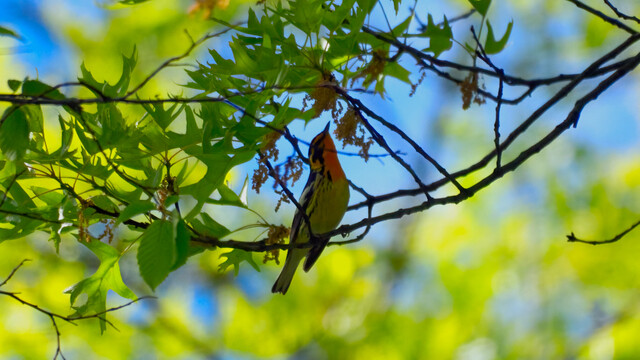 A Blackburnian Warbler perched on a branch.