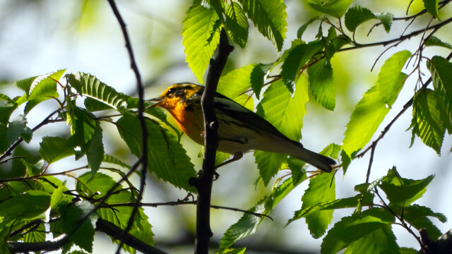 A Blackburnian Warbler perched on a branch.