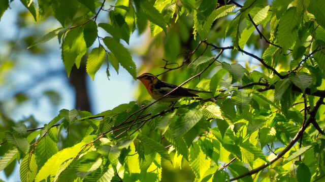 A Blackburnian Warbler perched on a branch.