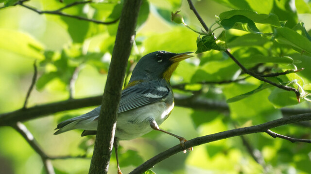 A Northern Parula perched on a branch.
