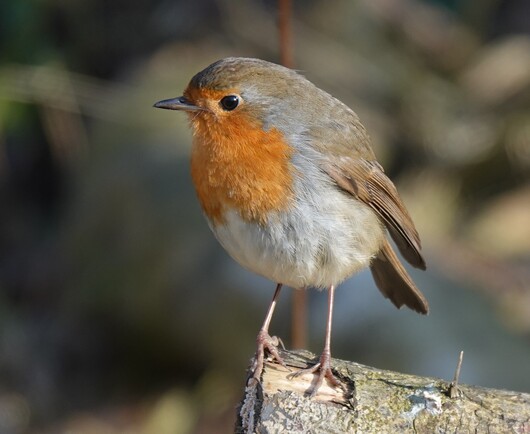 #roodborst #ErithrasusRubecula #EuropeanRobin #RotKehlchen