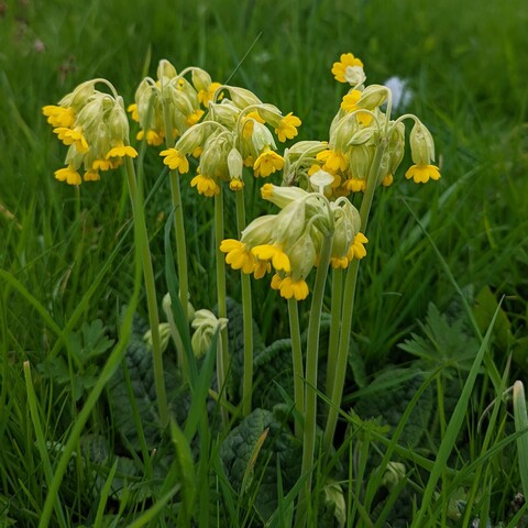 A cluster of cowslip flowers, yellow and green, growing wild