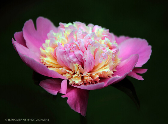 A beautiful pink and whiteGay Paree peony in it's full glory.
By Jessica Jenney