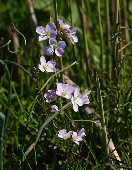 #PinksterBloem #CardaminePratensis #CuckooFlower #WiesenSchaumKraut