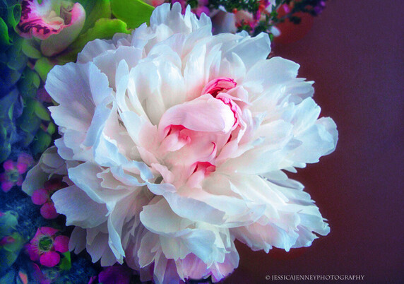 A floral still life of a beautiful white Festiva Maxima Peony with surrounding orchids.
By Jessica Jennet