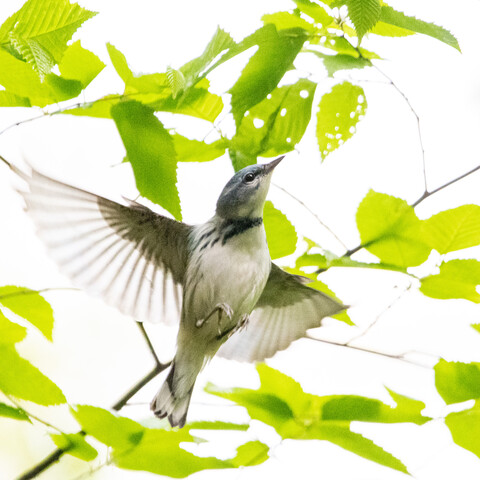 A cerulean warbler flying upward and to the right