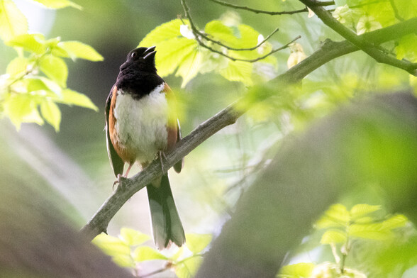An Eastern towhee perched in a tree, singing