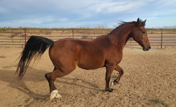 Jazal strutting his stuff