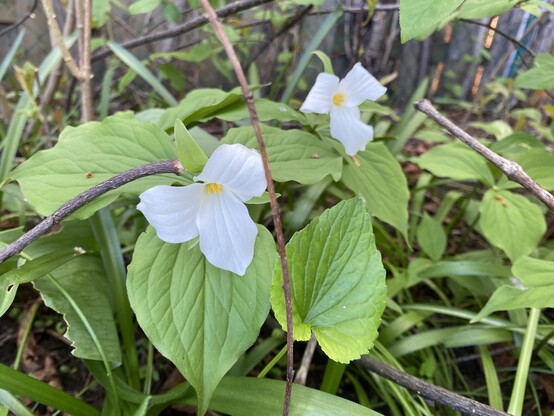 Two white trillium flowers in some overgrown greenery