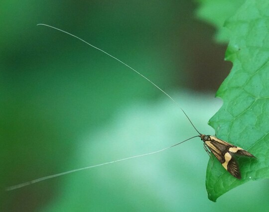 #GeelbandLangsprietMot #NemophoraDegeerella #LoghornMoth #GelbbandLanghornMotte