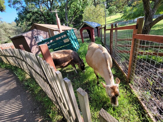 Two adult Jersey cows graze in a green grassy corner of a fenced barnyard. The sky is blue and the trees are green on a mid-Spring day. In the background is a single-story home, a small shed which might fit one cow, an antique wooden trailer, and a shed.