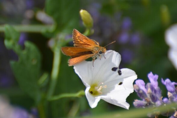 #DwergDikkopje #ThymelicusActeon #LulworthSkipper #MatscheckigenBraunDickkopffalter