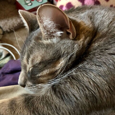 A gray tabby head with big triangular ears drowses on a purple pajama-ed lap with animal spot pattern.