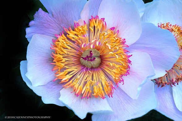A Lovely white pastel peony in bloom closeup capture. Pastel petals and beautiful yellow center.
By Jessica Jenney