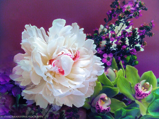 A floral still life of orchids and a beautiful white Peony.
By Jessica Jenney