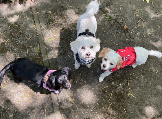 Three little dogs on a walk, gazing upward.  Photo by Mico.
