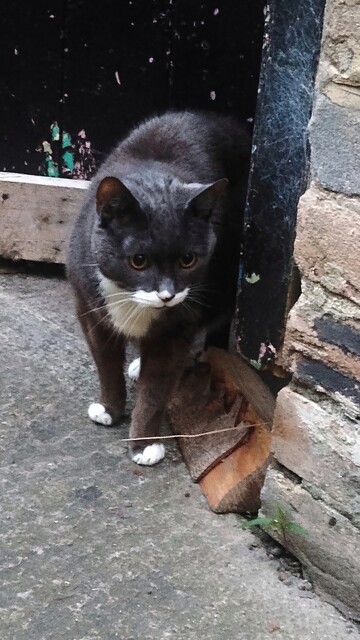 Grey and white cat coming out of a shed door.