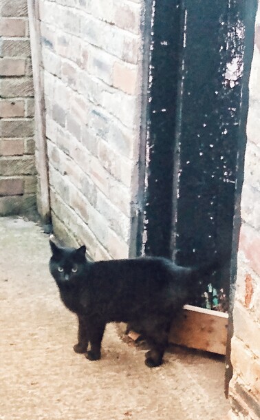 Black cat standing by a shed door 