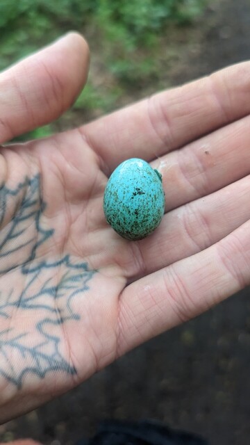 Found myself a little egg on my dog walk, broken on the other side but always a pleasure to find!