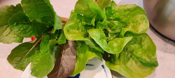 Two heads of green lettuce, on small side