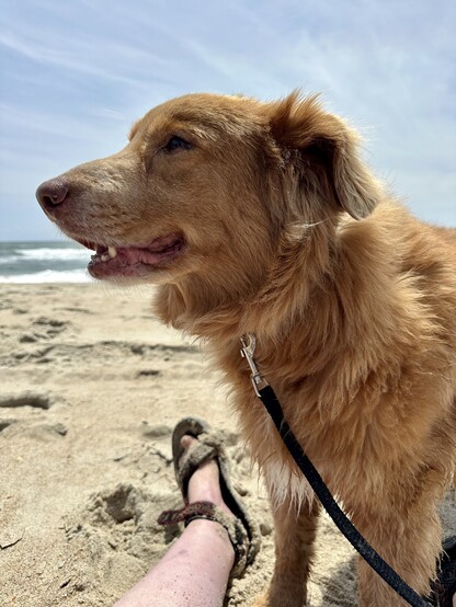 Pete, a fluffy red Nova Scotia Duck Tolling Retriever with a white spot on his chest, faces into the sun and wind at the beach, with sand and ocean in the background.
