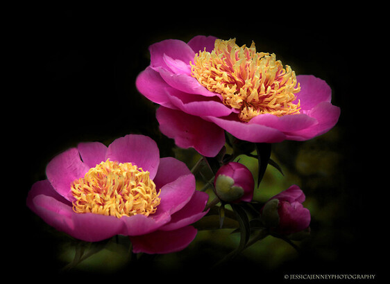 A gorgeous pair of pink Gay Paree peonies in bloom.
By Jessica Jenney