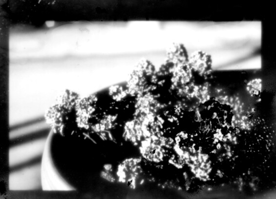 The resulting positive digital image which was very blurry look at my porch plants.