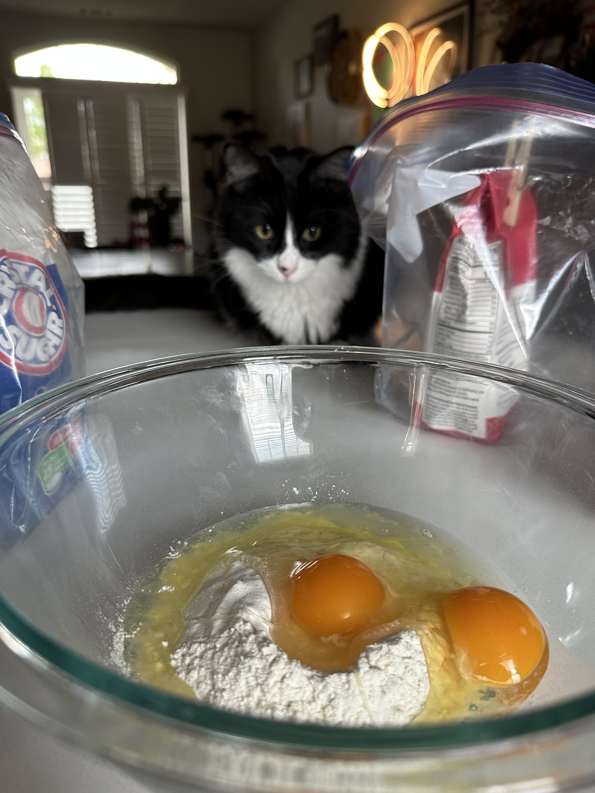 My cat on a counter creeping up on my crepe batter.