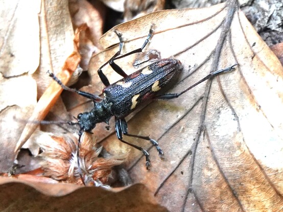 #BonteRibbelBoktor #RhagiumBifasciatum #TwoBandedLonghornBeetle #GelbbindigerZangenBock