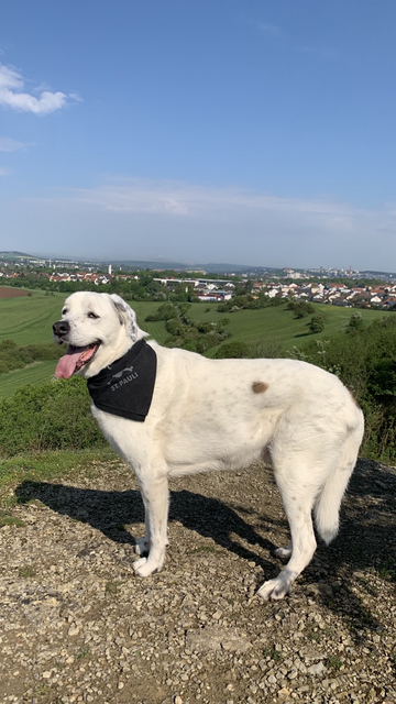 Olaf am Geissküppel. Mit St. Pauli Totenkopf Bandana als Halsband. Sonniger Frühlings Morgen. Panoramablick auf Fulda Süd. 