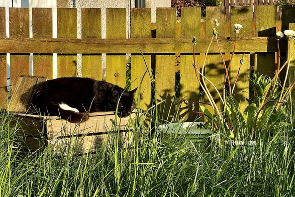 Black cat with a little bit of white laying on a wooden box in an overgrown garden, low fence behind him. Golden hour sunlight coming from the right of the frame warms the cat. 