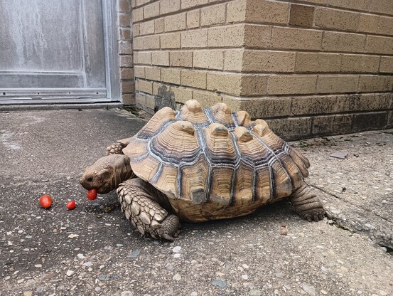 photo of an African spurred tortoise munching on some cherry tomatoes