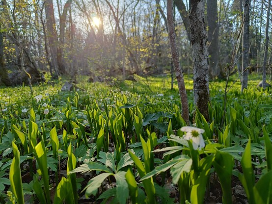 Valkovuokkoja ja kieloja vastavaloon matalalta kuvattuina. Aurinko paistaa kielojen lehtien läpi  lehdet kirkkaan vihreinä. Taustalla lehtipuita, joiden rakaa aurinko paistaa siniseltä taivaalta. Valoja ja varjoja.