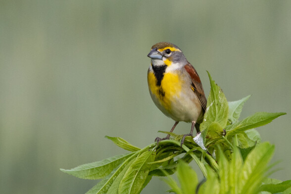 Dickcissel