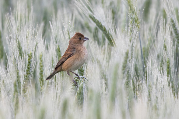 Indigo bunting, female