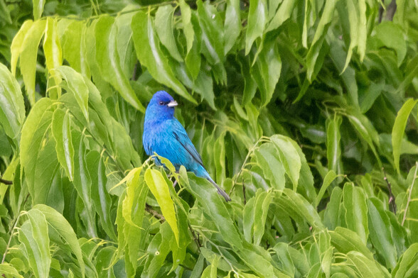 Indigo bunting, male